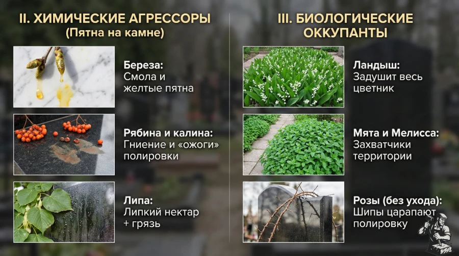rasteniya-agressory-i-pyatna-na-kamne.jpg